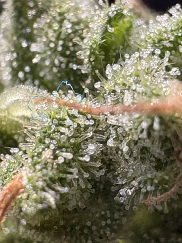 Muliflex — flower, day 91