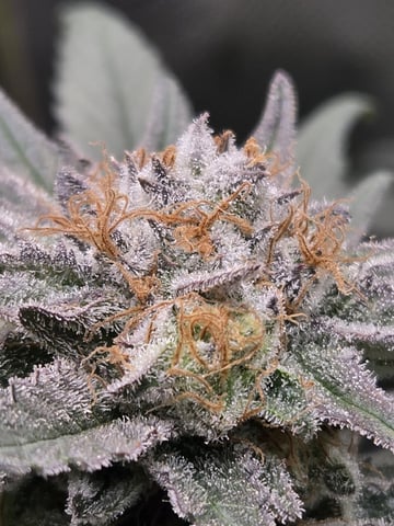 First Grow — harvest, day 114