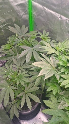 1st Batch — vegetative, day 47