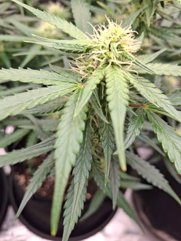 SoFloBudz — flower, day 54