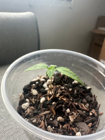Cabana do Gato — seedling_rooting, day 16