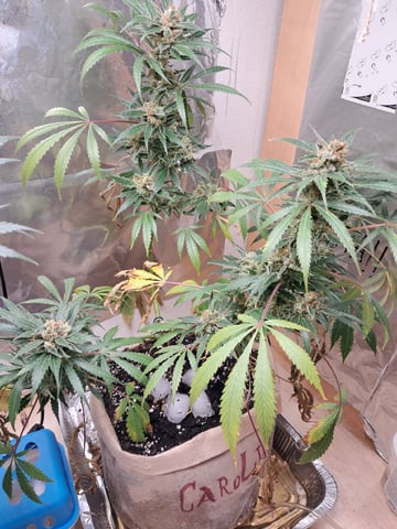 CARLO MARTELLO — flower, day 84