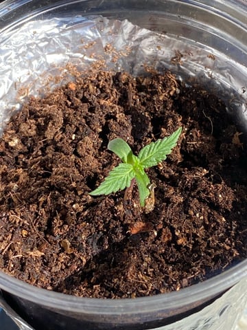 My First Grow