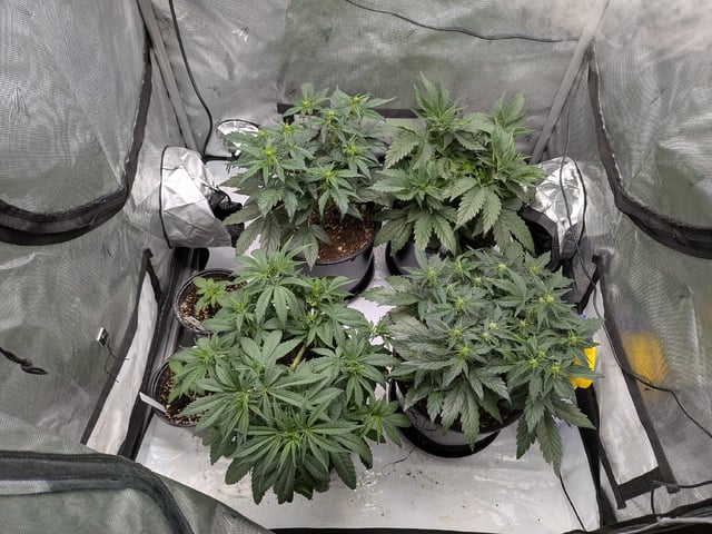 Grow Tent Starts — vegetative, day 58