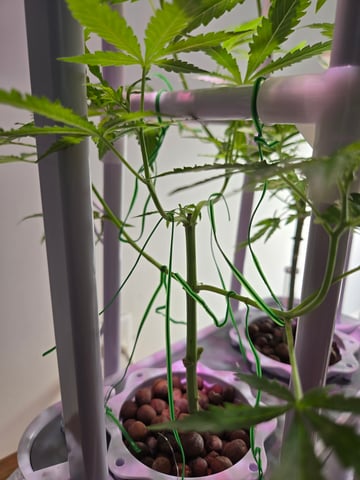 1st Grow — flower, day 46