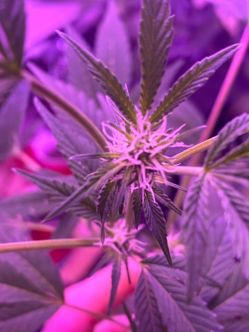 White Widow & Skittlez — flower, day 23