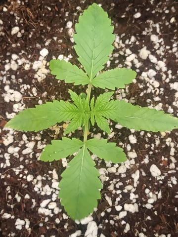 Last girls got kicked. — seedling_rooting, day 12