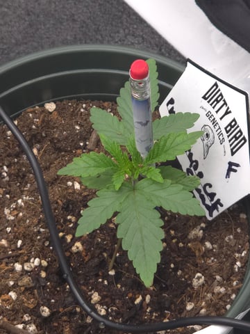 Dirty Bird - Thousand Island Fem & Platinum Kush Breath Remix x Grape Cakehead Fem Photo  — vegetative, day 9