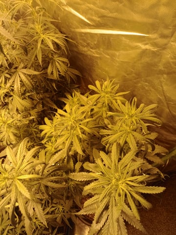 mr — flower, day 65