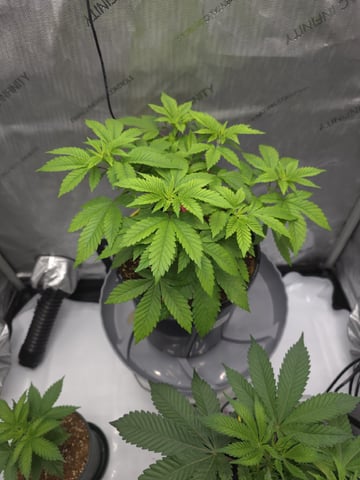 Barney's Farm - Pink Mist — vegetative, day 46