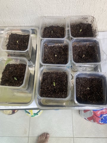 Grow 2026-01 — seedling_rooting, day 2