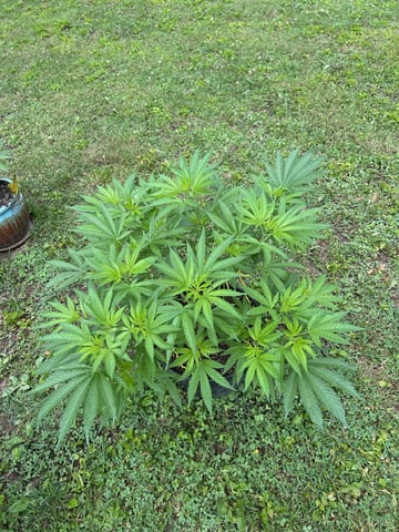2026 Outdoor — vegetative, day 59