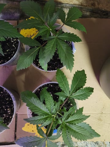 Another round of Mephisto Genetics from Schoolyard Crush and Do-si-delirium drops. — seedling_rooting, day 18