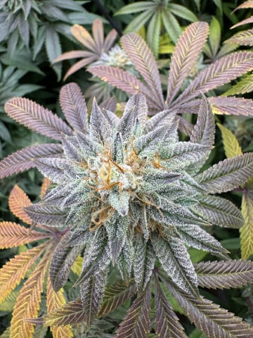 7 Strains 14 Plants 