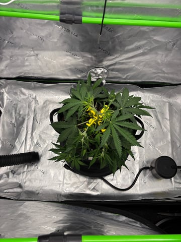 Fall 2025 Grow — vegetative, day 29
