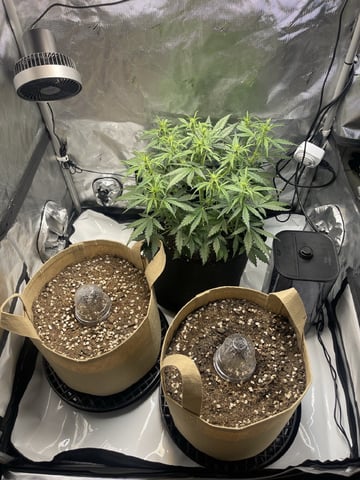 3x3 Grow — flower, day 8