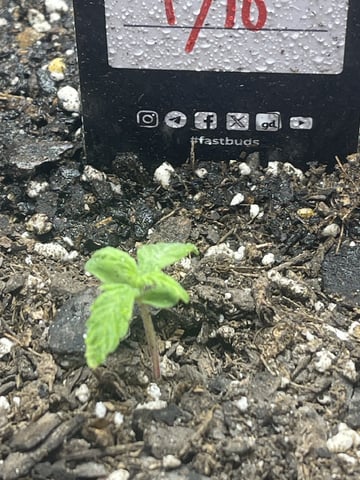 OG White Widow — seedling_rooting, day 19
