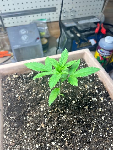 White Widow Twins — vegetative, day 23