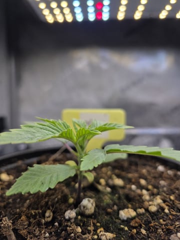 Granny Candy and PLCG — grow_setup, day 18