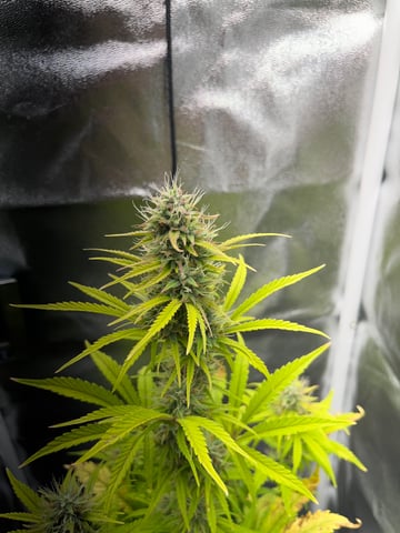 test 1 vanilla gelato — flower, day 49