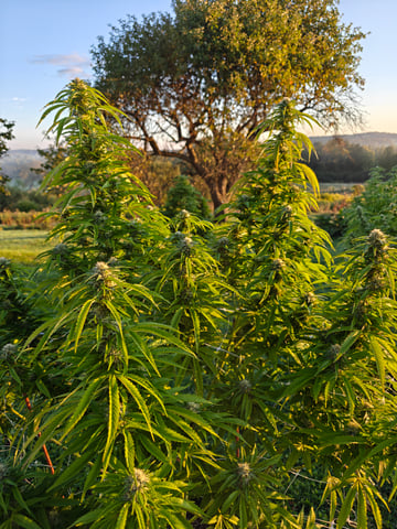 outdoors  unground 2025 — harvest, day 29