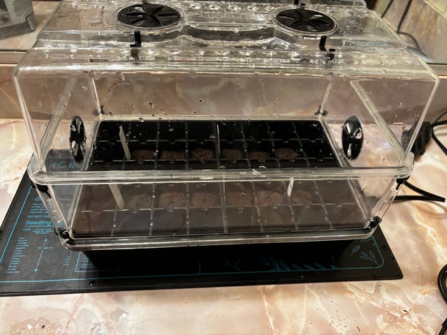 Mixed Freebies — grow_setup, day 1