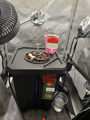 Barney's Farm - Pink Mist — seedling_rooting, day 1