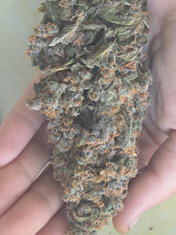 White Widow + Papaya Bomb — harvest, day 163
