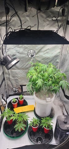 1st grow Dr. Nefario — vegetative, day 49