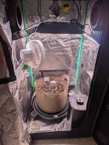 Piggy Stardust — grow_setup, day 2