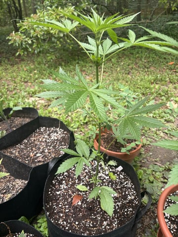 Rc Exotics — vegetative, day 45