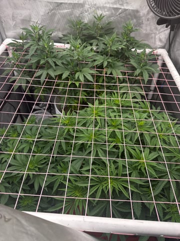 Grow#2 — flower, day 41