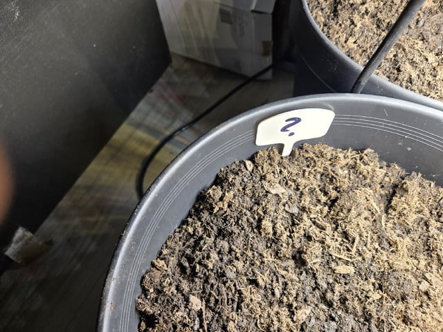 First Indoor Grow — germination, day 89