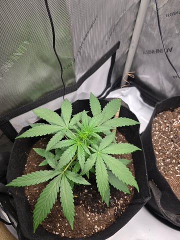 Pull my finger and Mowie Wowie — grow_setup, day 52