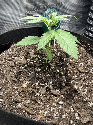 Gorilla Cookies 2nd Try — vegetative, day 25