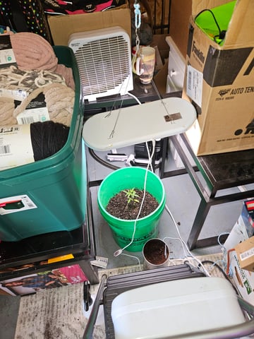 1st plant. Strain: Green Gelato AutoFlower — vegetative, day 41