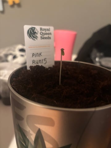 banana x Pink runtz — seedling_rooting, day 3