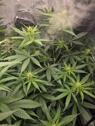 Coco Grow — vegetative, day 62