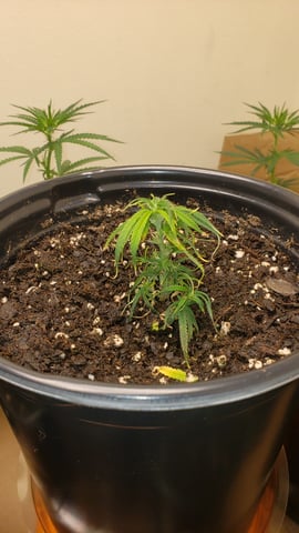 Blue Dream Clones — vegetative, day 5