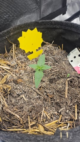 First Feminized Grow  — seedling_rooting, day 13