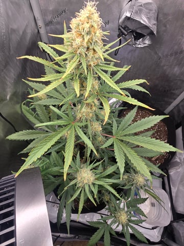 Pull my finger and Mowie Wowie — grow_setup, day 83