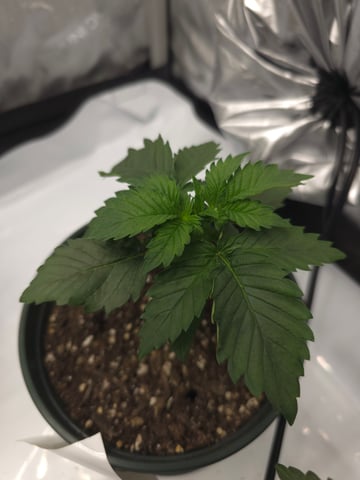 Homegrown - 🍒 🥧 & GSC Auto, 🚀 Seeds 🍌 Buttercups  — vegetative, day 23