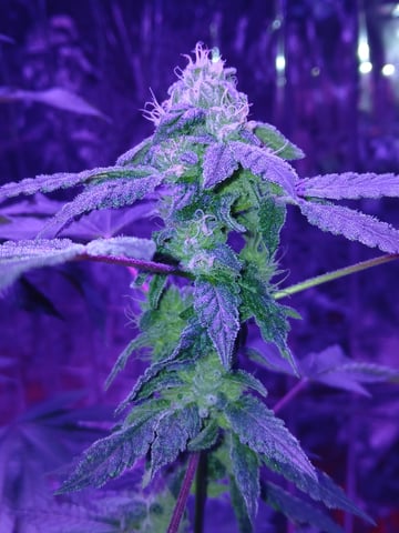 triangle kush  — flower, day 86