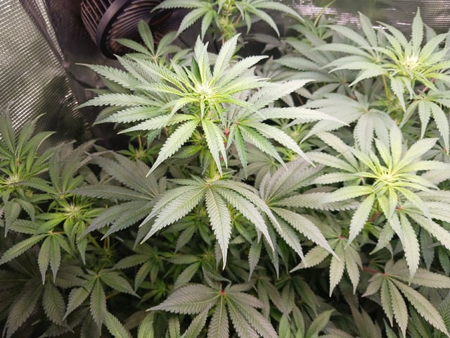 9lbhammer feminized  — flower, day 51