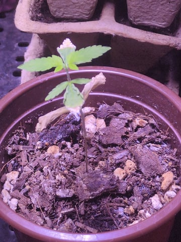 Audrey III — seedling_rooting, day 24