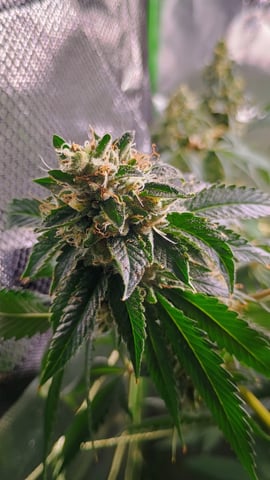 1st Batch — flower, day 125