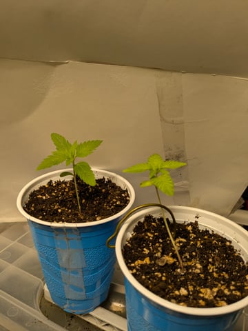 1st grow continued  — flower, day 18