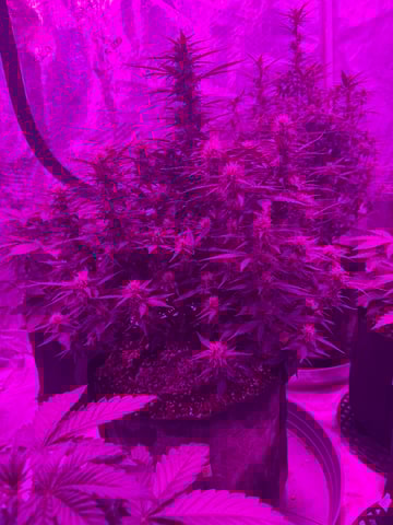 First Auto — flower, day 61