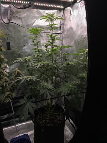 Northern lights #10 2nd plant (Selkies) — flower, day 59