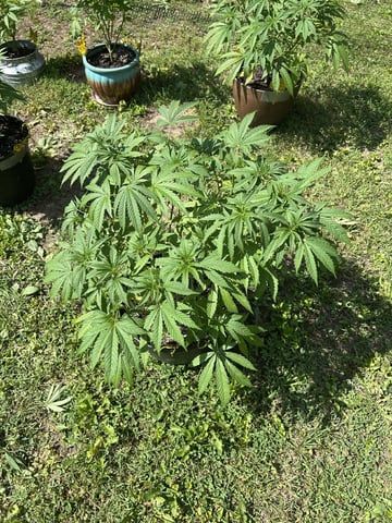 2026 Outdoor — vegetative, day 64